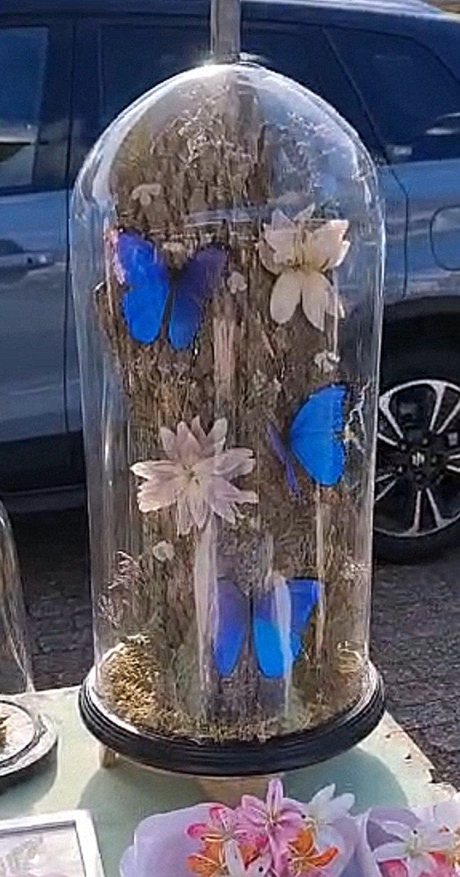 Grote stolp met 3 blauwe morphos, Ophalen, Nieuw, Insect, Opgezet dier
