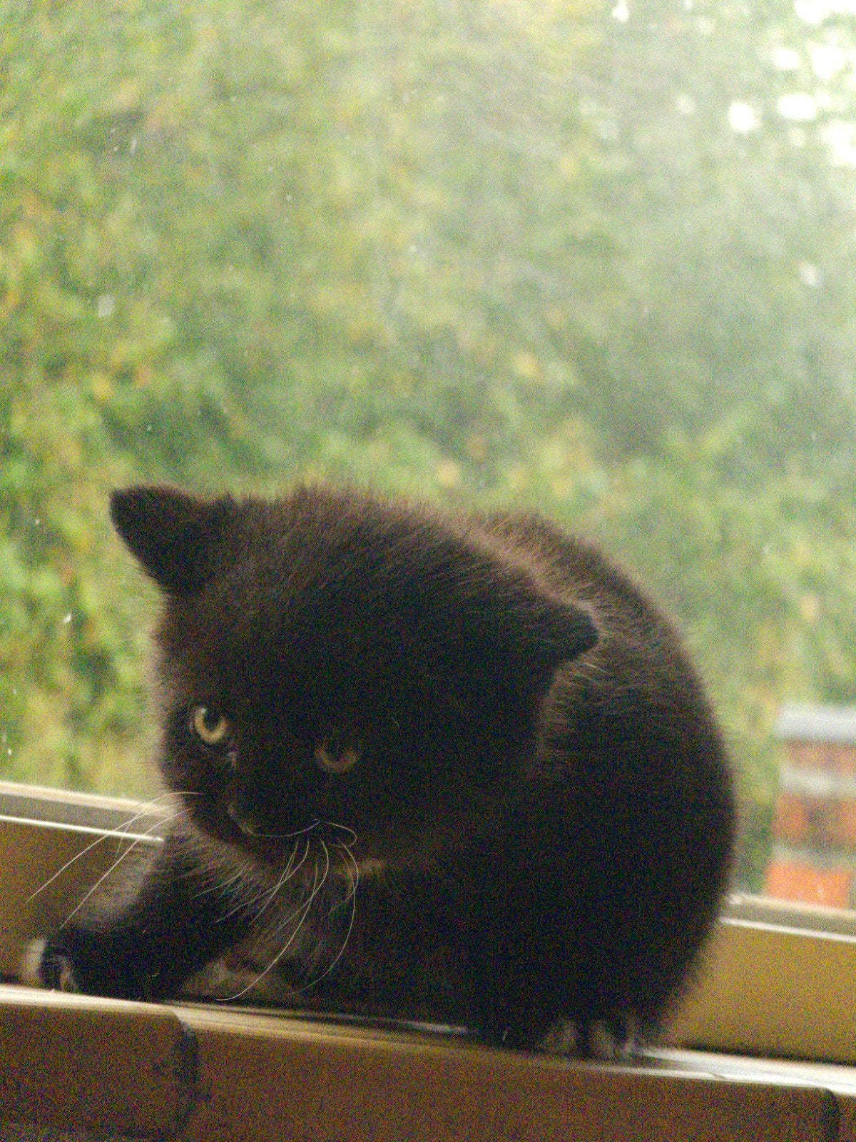 een klein zwarte kat met witte vlekken, Dieren en Toebehoren, Kater, Langharig, 0 tot 2 jaar