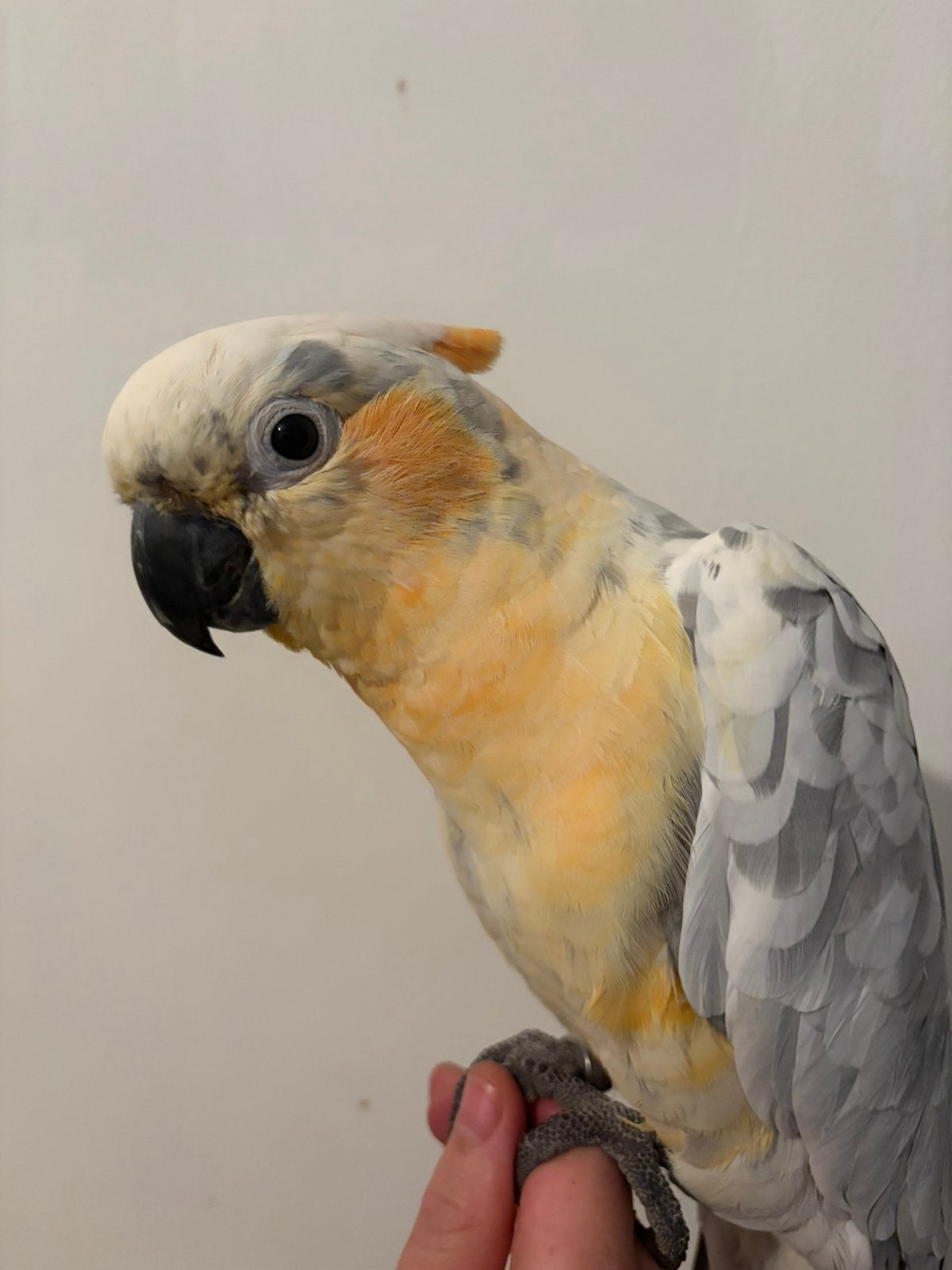 Super tam hybride kaketoe, Dieren en Toebehoren, Mannelijk, Papegaai, Geringd