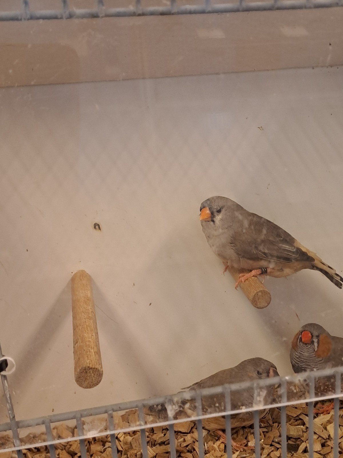 koppel split charcoal ob en zwb zebravinken, Dieren en Toebehoren