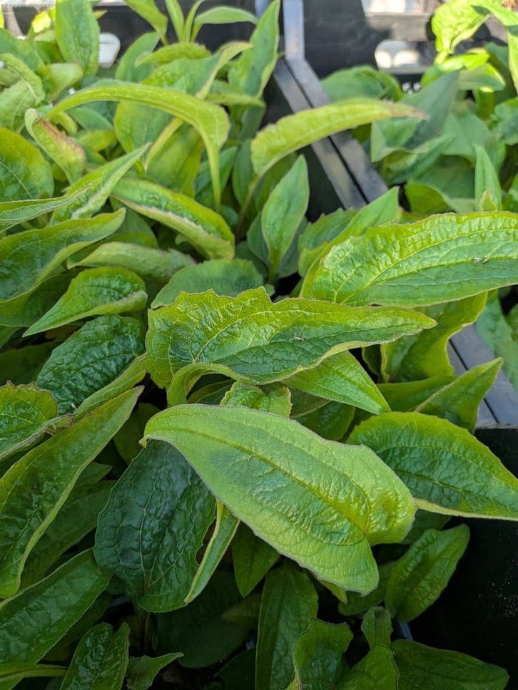 Prachtige Echinacea purpurea zonnehoed ? P9 pot, Ophalen, Overige soorten, Volle zon