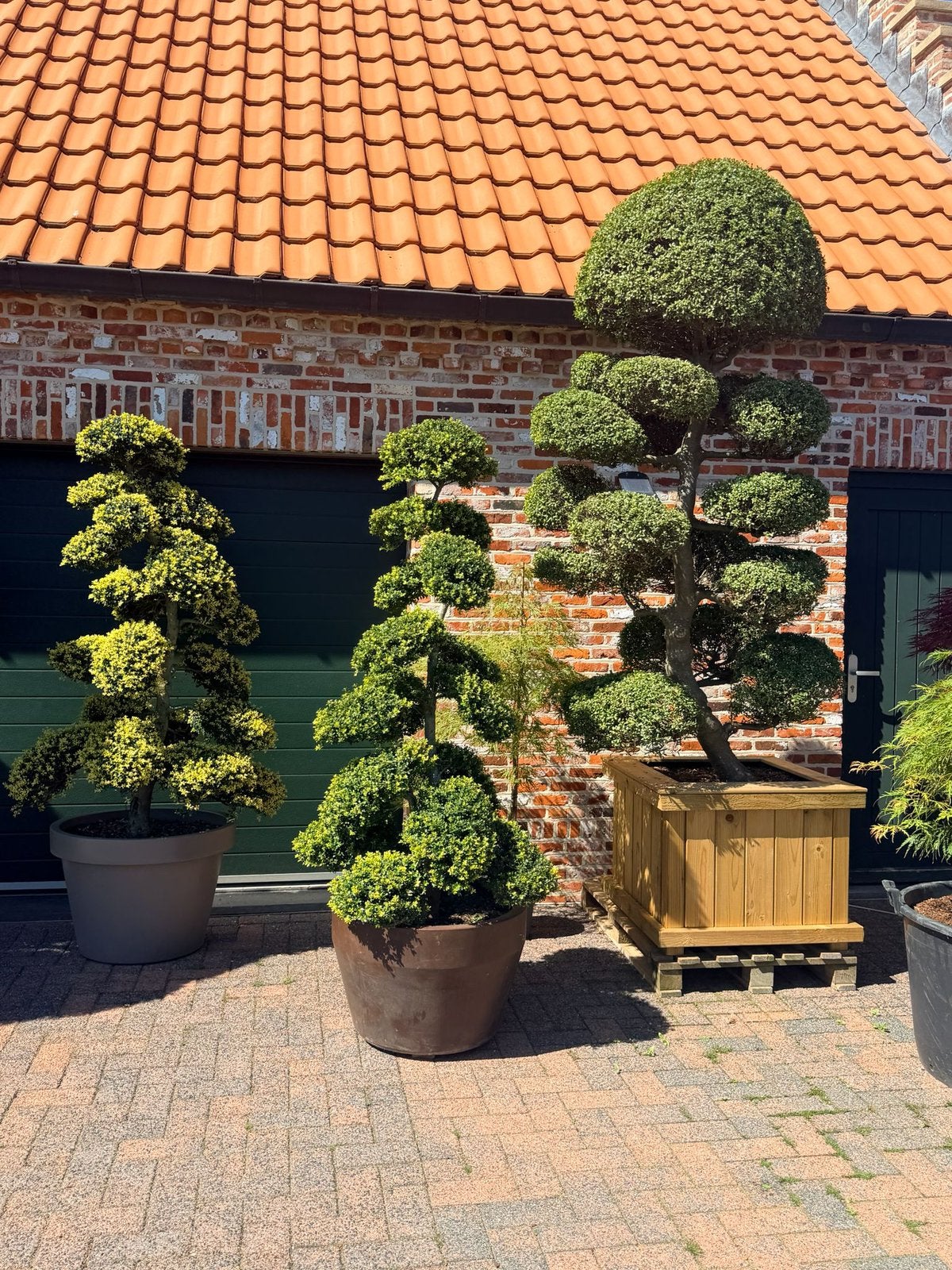 Bonsai ilex crenata en Japanse esdoorn, Ophalen, Bloeit niet, Halfschaduw, Overige soorten
