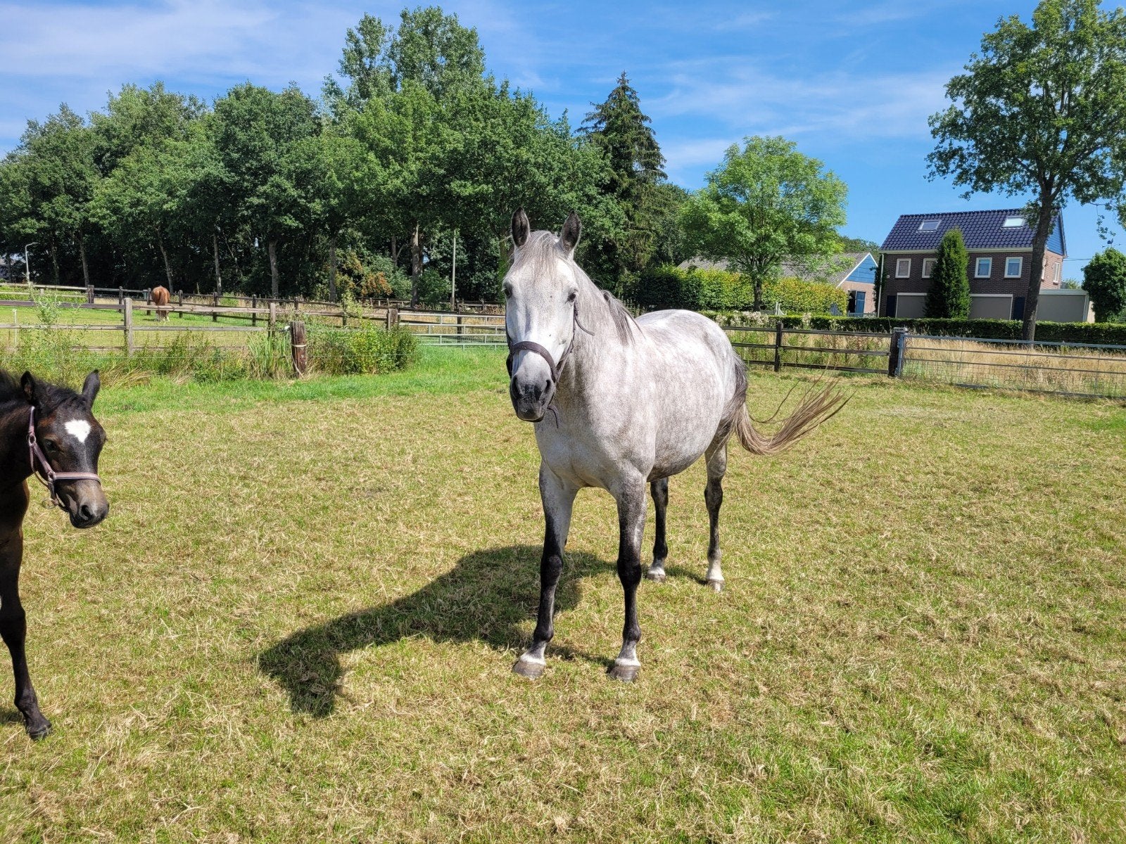 lief weide paard/pleeg merrie, Merrie, Recreatiepaard