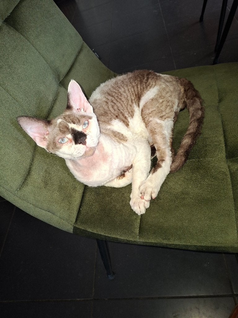 Devon Rex dekkater, Dieren en Toebehoren, 0 tot 2 jaar