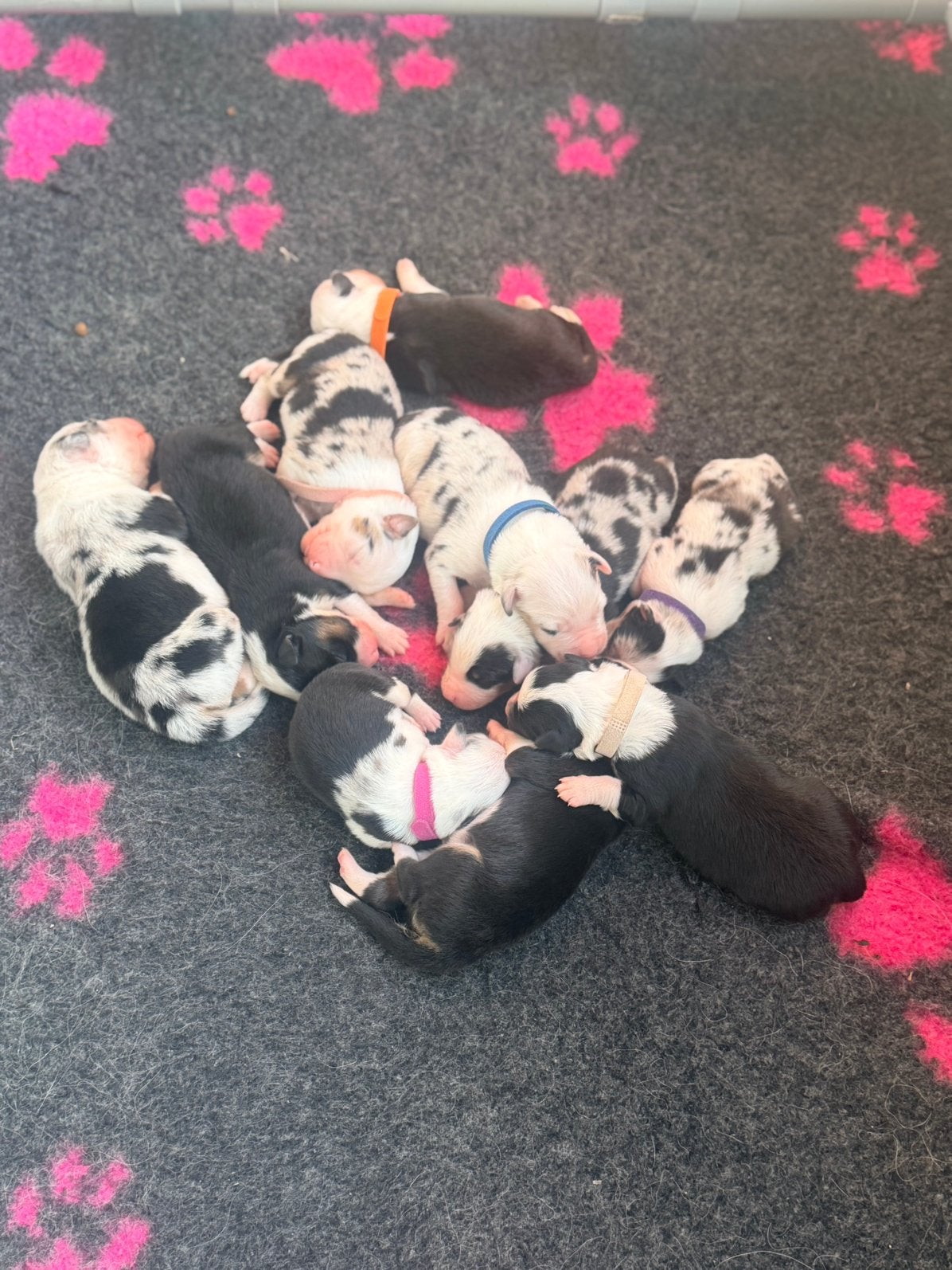 Australian shepherd pups, Overige rassen, 8 tot 15 weken, Parvo, Meerdere