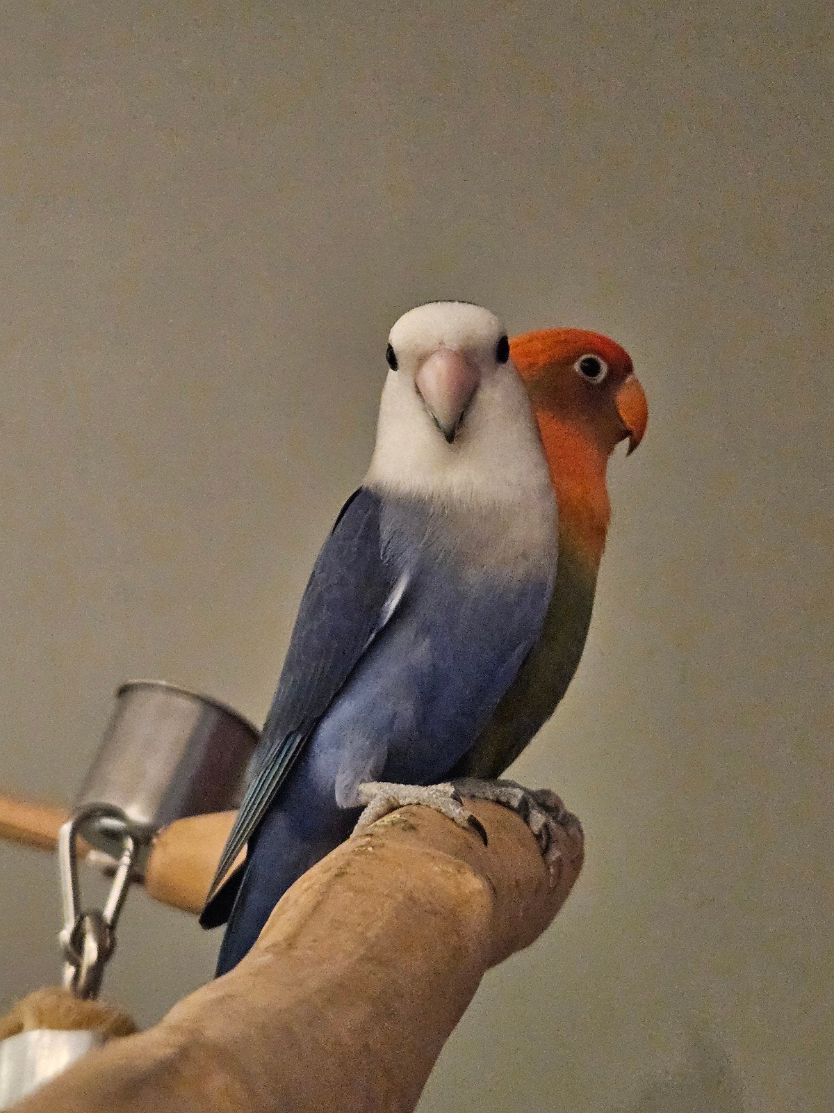 dwergpapegaaien te koop!, Mannelijk, Dwergpapegaai of Agapornis, Tam