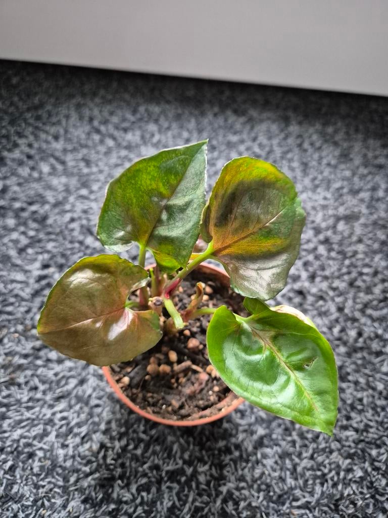 Syngonium strawberry ice, Ophalen, Halfschaduw, Minder dan 100 cm