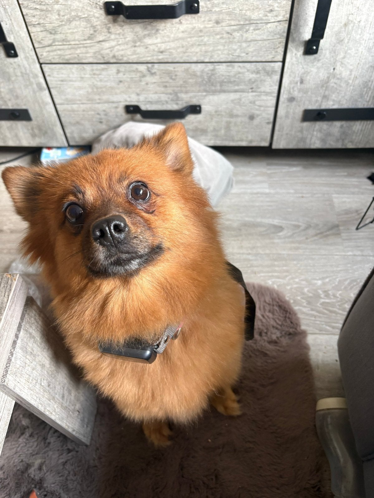 Dwergkees teefje, CDV (hondenziekte), Teef, Eén hond, Klein