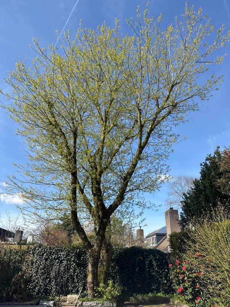 Grote esdoorn boom, ongeveer 15 meter hoog, Tuin en Terras, Planten | Bomen, Overige soorten, Lente, 400 cm of meer, Ophalen