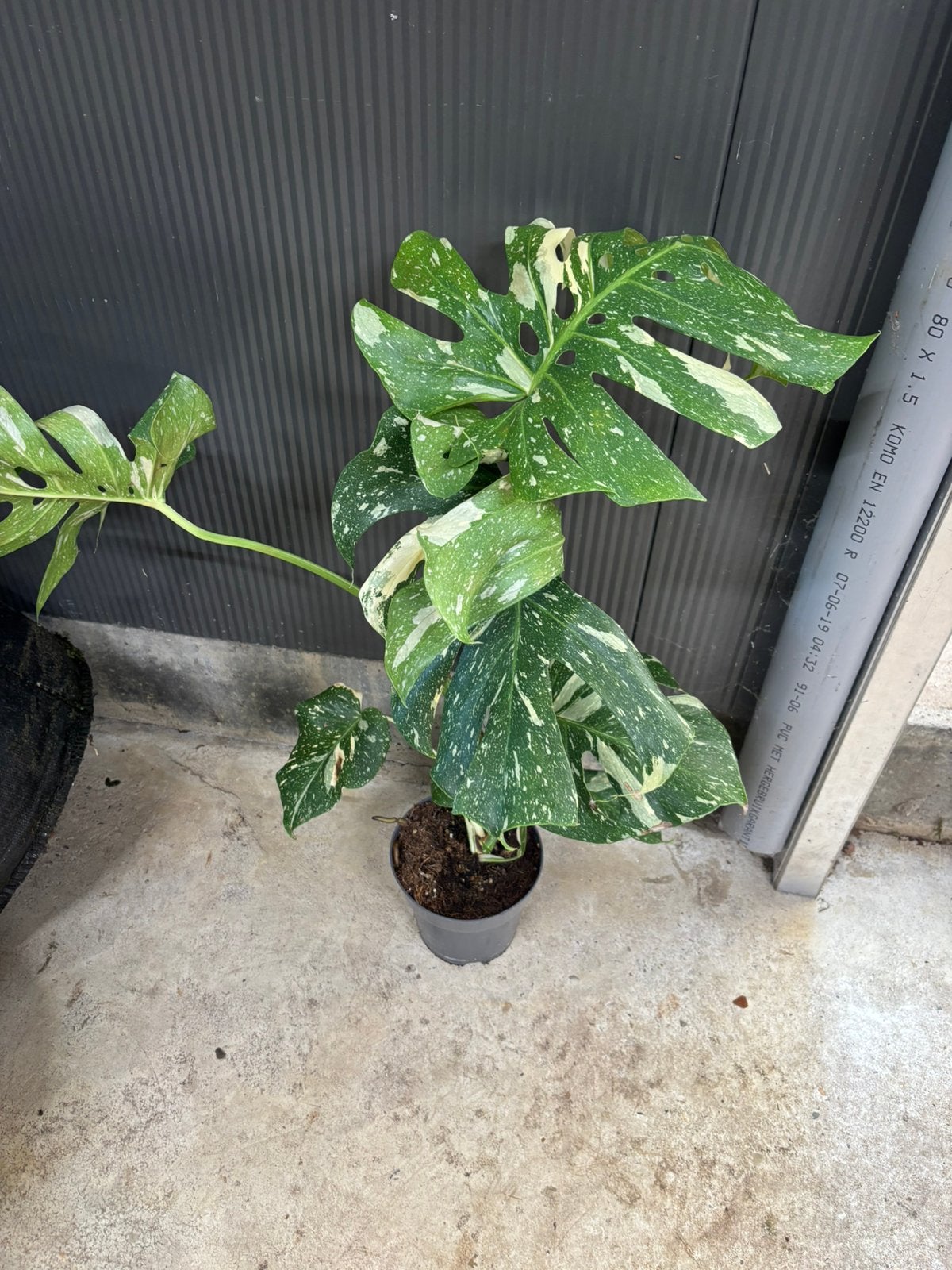 Monstera deliciosa thai constellation, Bloeit niet, Overige soorten, Minder dan 100 cm, Ophalen