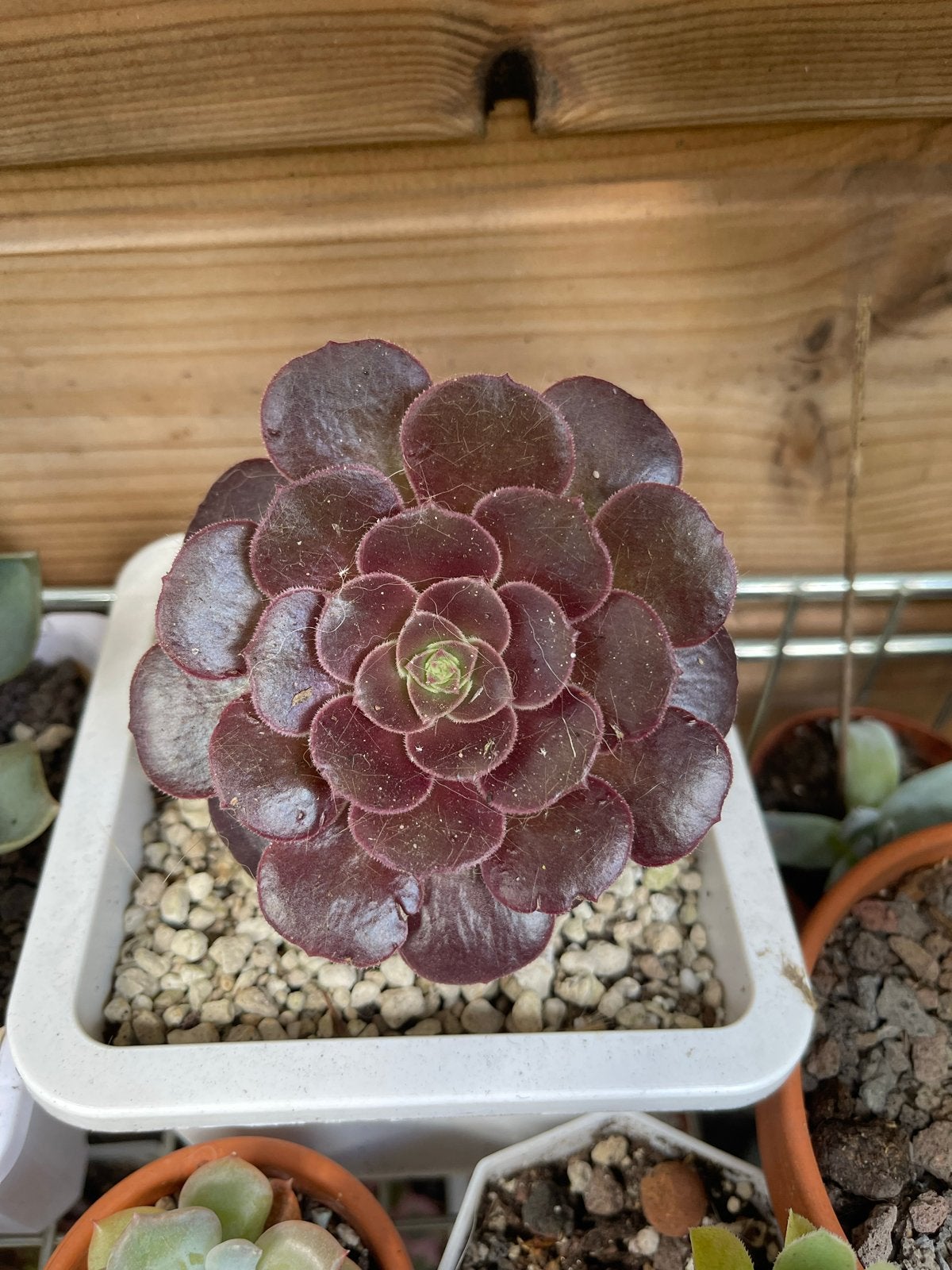 Diverse succulenten collectie - Echeveria en Aeonium, Volle zon, Vaste plant, Bloeit niet, Ophalen