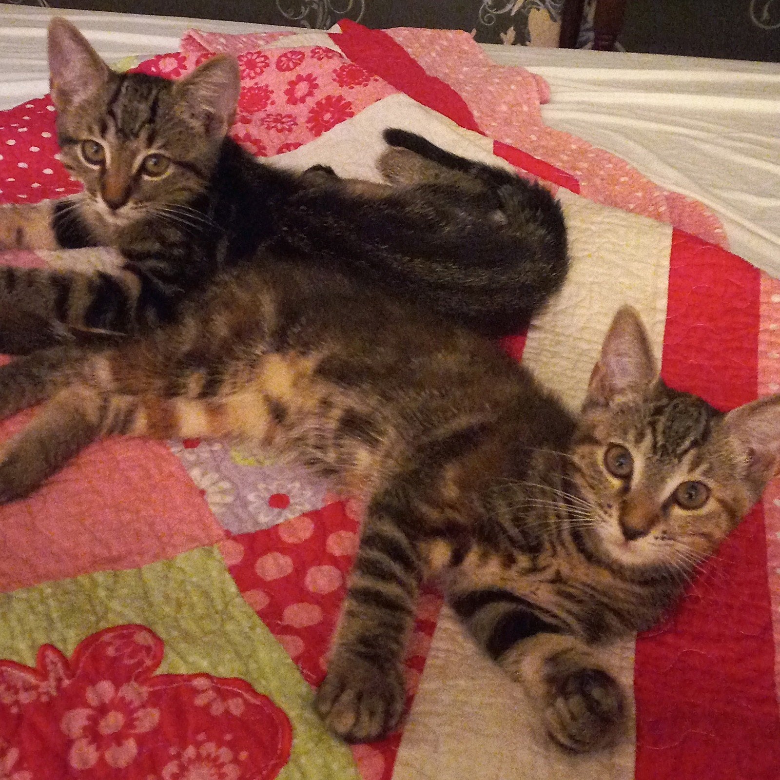 3 Speelzame, Zindelijke en Lieve Kittens, Dieren en Toebehoren, Katten en Kittens | Overige Katten, Meerdere dieren, Kortharig