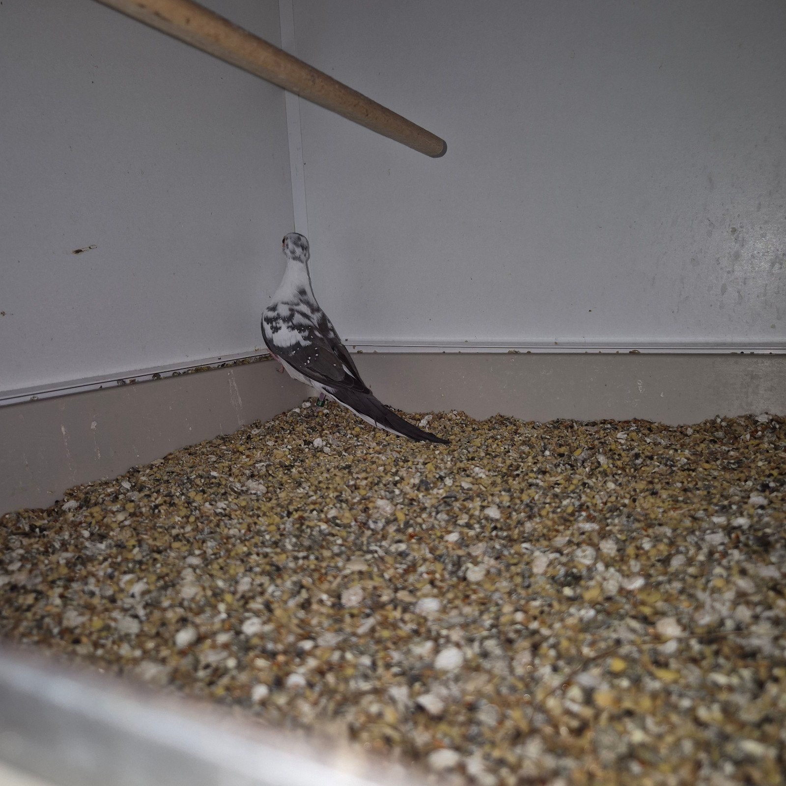 bonte diamantduifjes, Dieren en Toebehoren, Meerdere dieren, Geringd