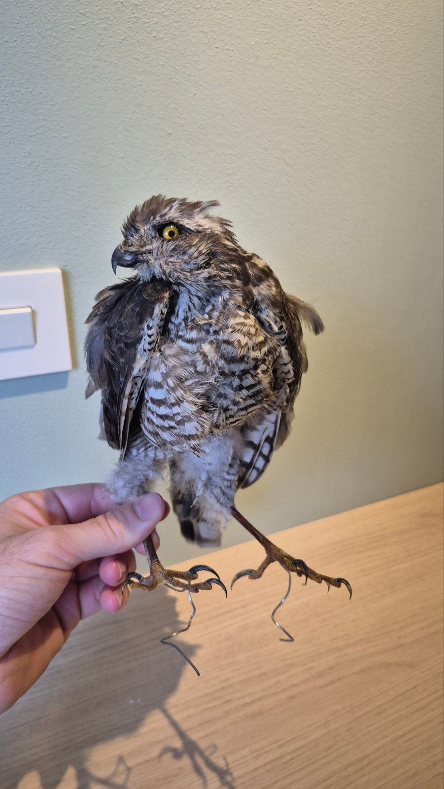 Opgezette Sperwer, Verzamelen, Ophalen of Verzenden, Gebruikt, Vogel, Opgezet dier