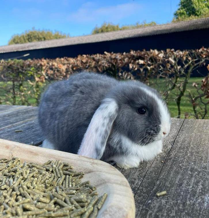 Raszuivere franse hangoren, Dieren en Toebehoren, Konijnen, Meerdere dieren, Groot, Hangoor, 0 tot 2 jaar