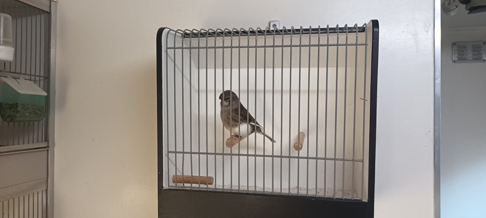 Glosters, Meerdere dieren, Postuurkanarie