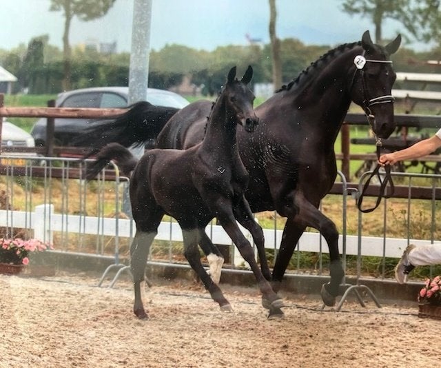Drachtige Voorlopig keur/NMK/PROK  merrie, Merrie, Met stamboom, Niet van toepassing, Dressuurpaard