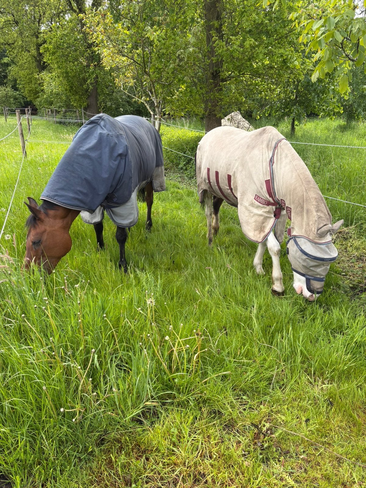 Verzorger gezocht Wilbertoord, Dieren en Toebehoren, Ophalen of Verzenden