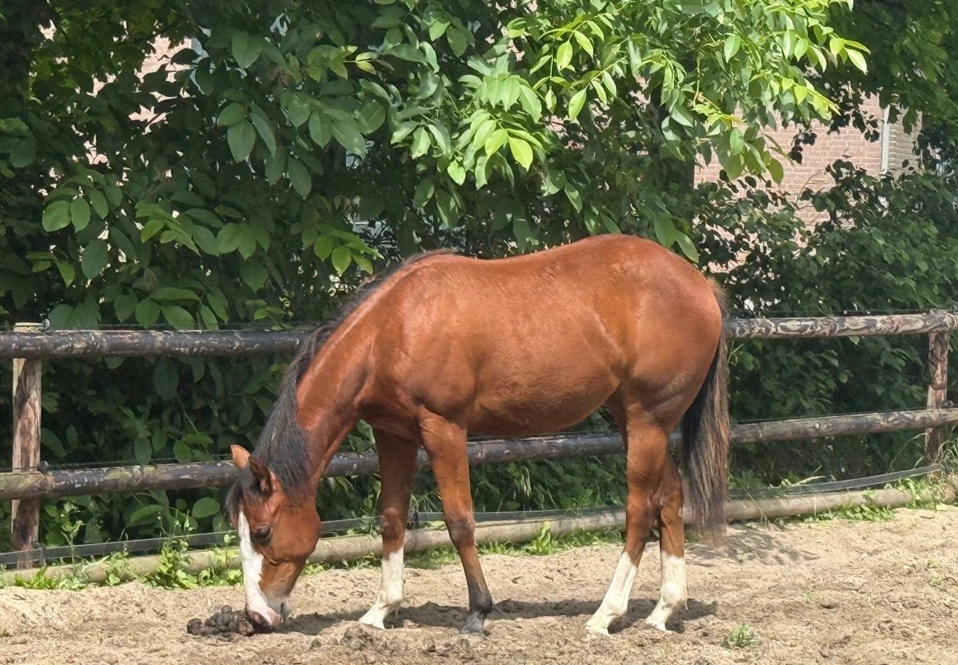 Super lieve quarter horse jaarling merrie, Dieren en Toebehoren, Merrie, Minder dan 160 cm, Met stamboom, 0 tot 2 jaar