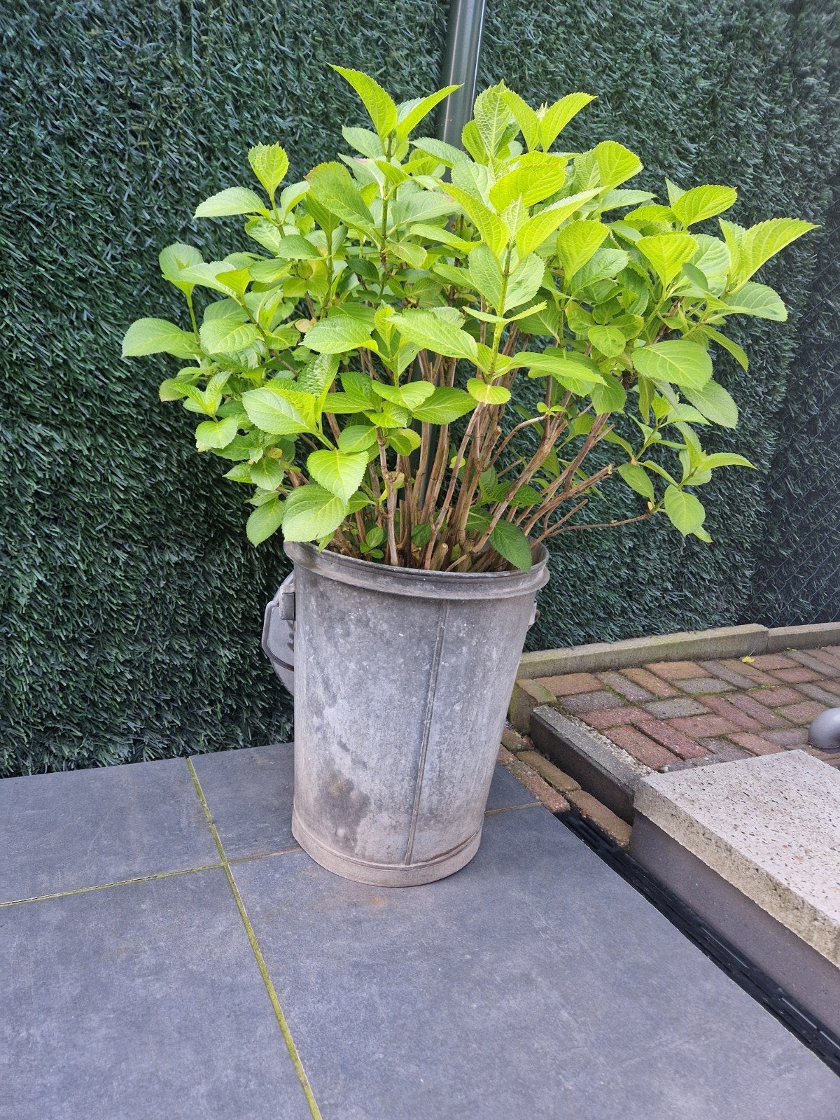 Hortensia in zinken pot/ vuilnisbak uit Helmond, Ophalen, Gebruikt, Minder dan 60 cm, Rond