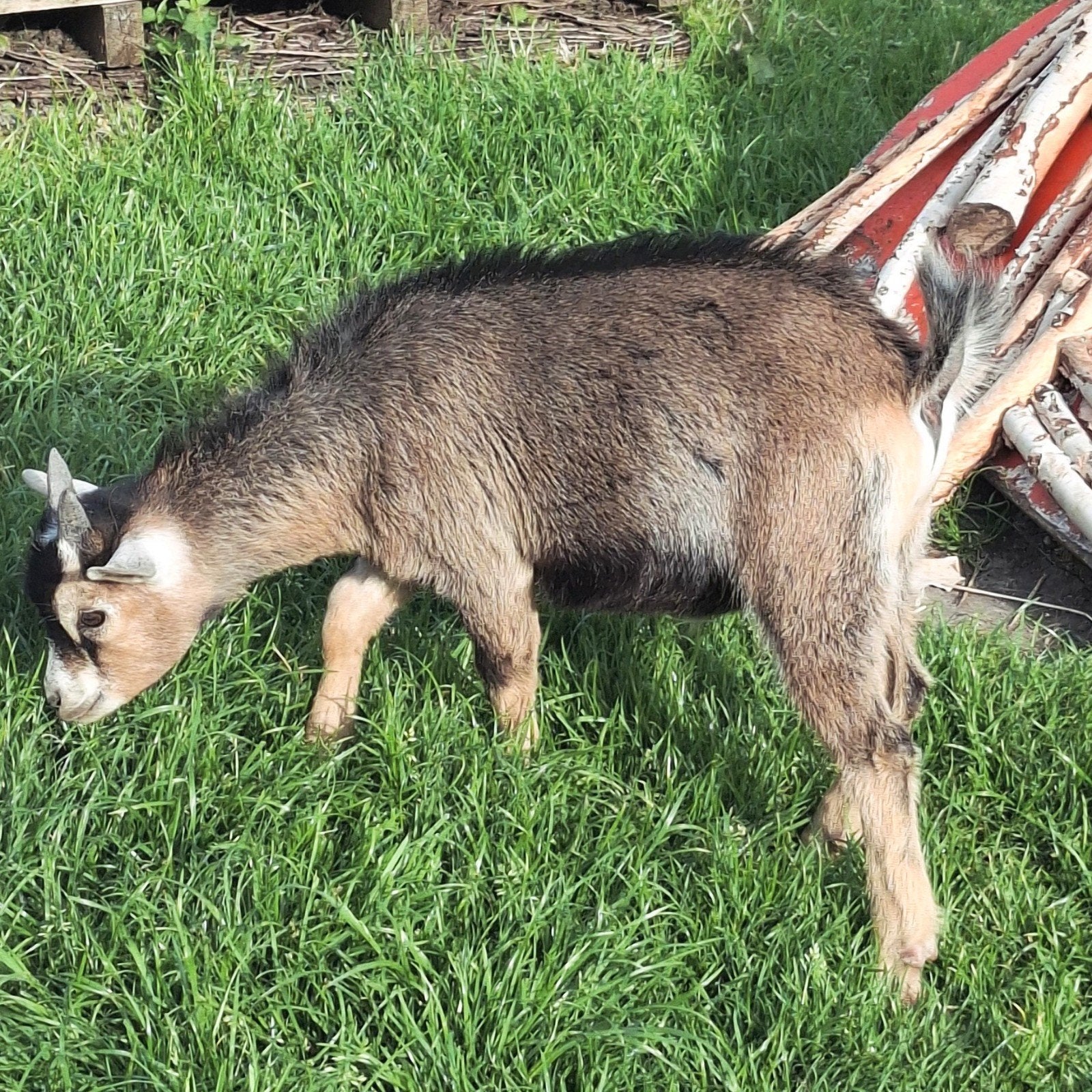 3 bokje en 1 geitje zoeken nwe huisje, Mannelijk, Geit