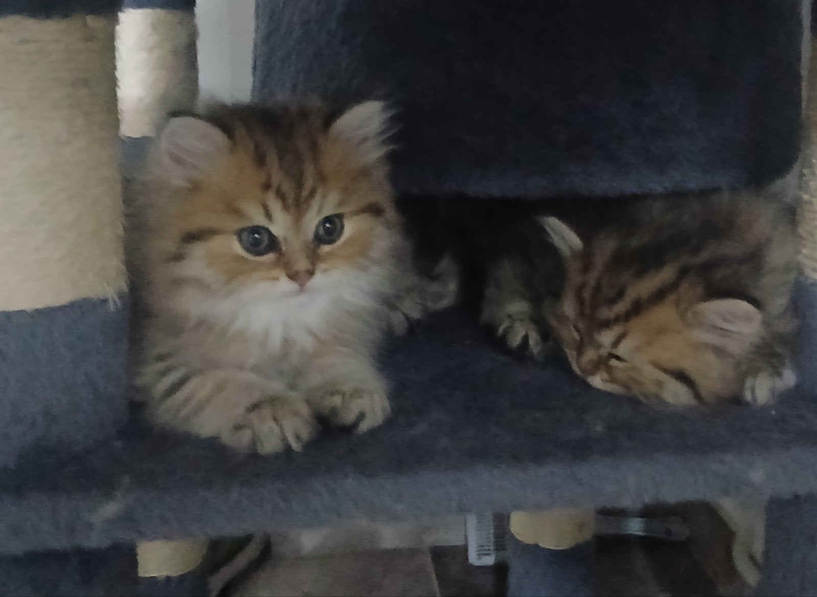 Zeer mooie Britse Langhaar kittens!, Meerdere dieren, Gechipt, 0 tot 2 jaar