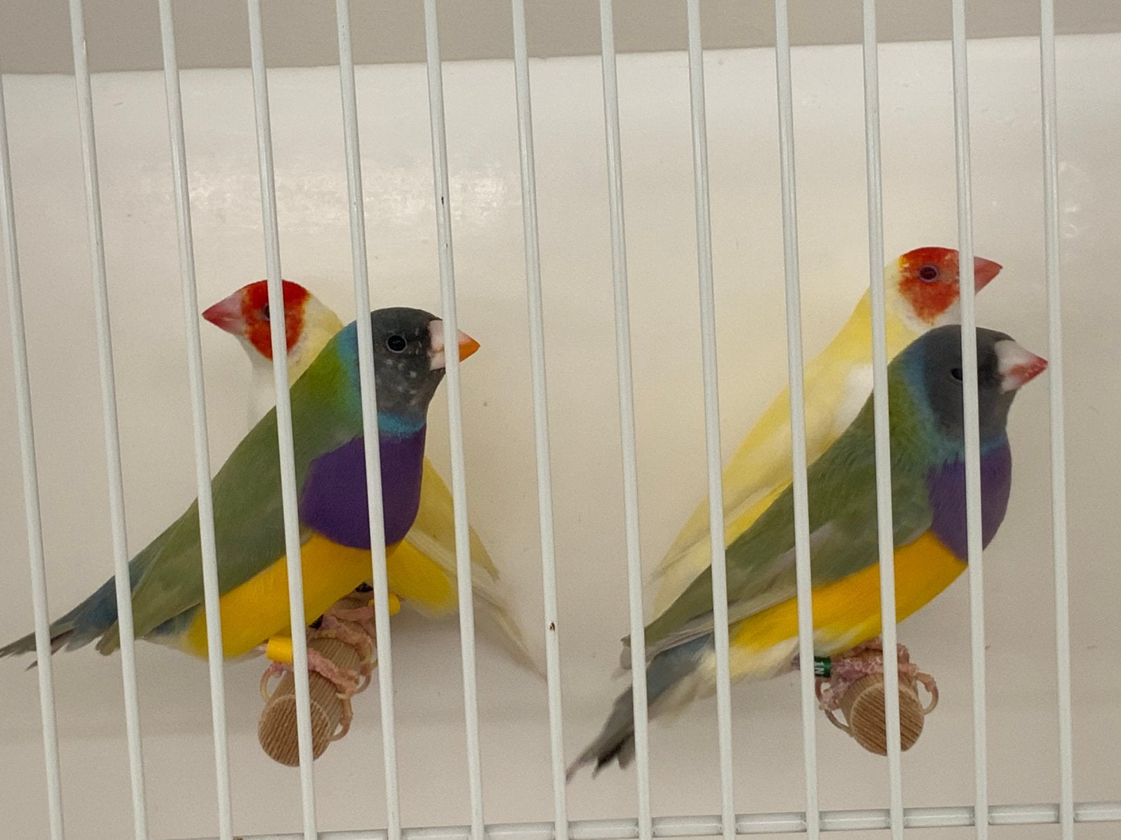 Gouldamadines, Goulds te koop aangeboden., Meerdere dieren, Tropenvogel, Geringd