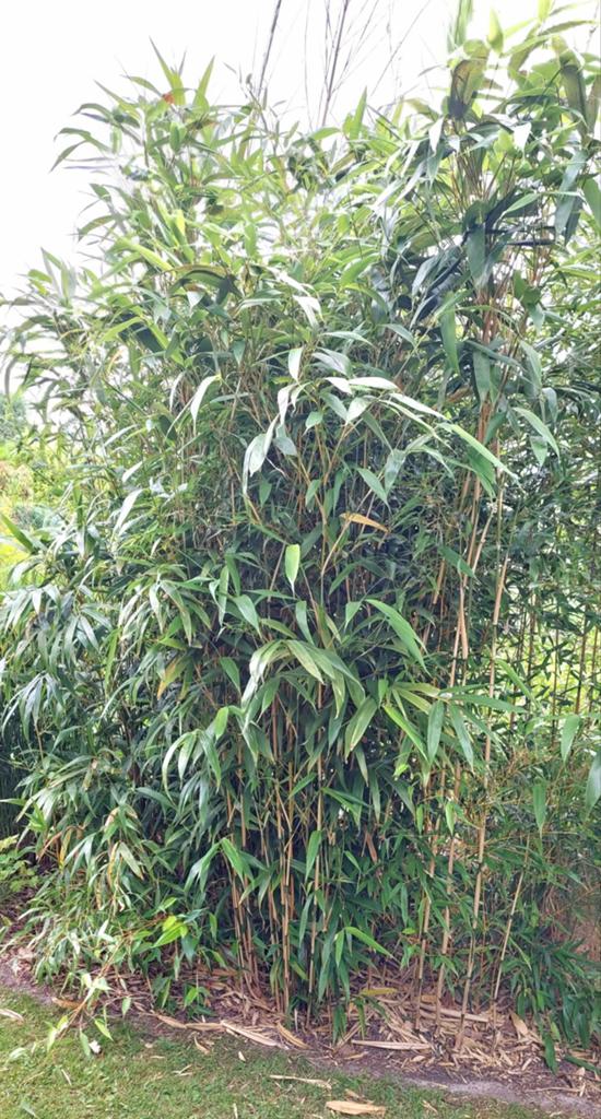 bamboe, Tuin en Terras, Planten | Tuinplanten, Ophalen, Bloeit niet, Vaste plant, Overige soorten
