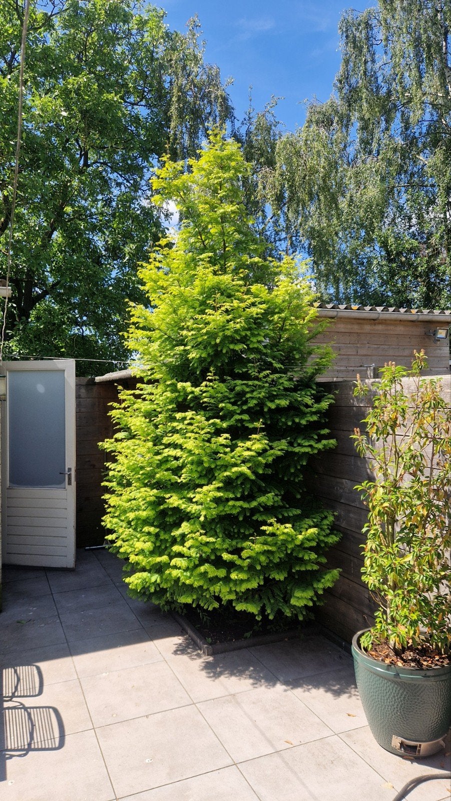 Metasequoia watercipres, Ophalen, Halfschaduw, Overige soorten, 250 tot 400 cm