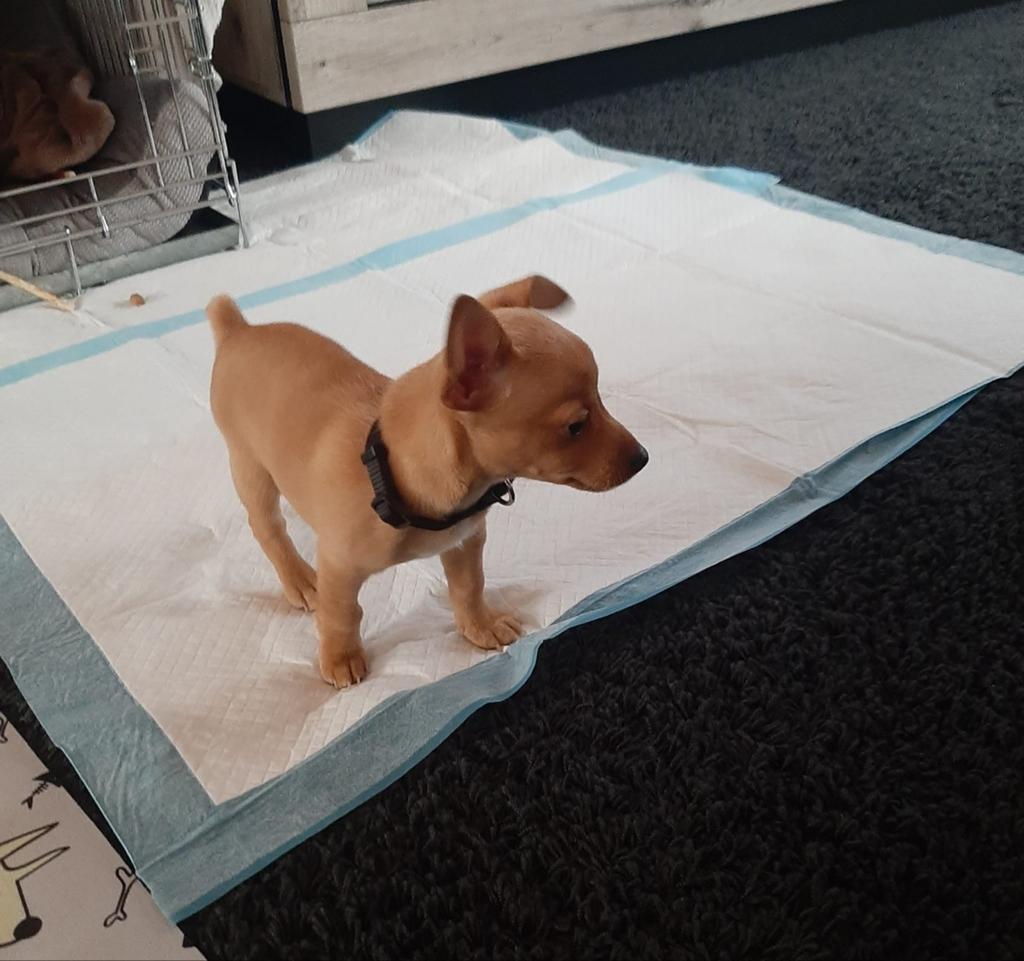 Dwerg pupje Jack Russells pincher reu, Jack Russell Terriër, Reu, 8 tot 15 weken, Eén hond