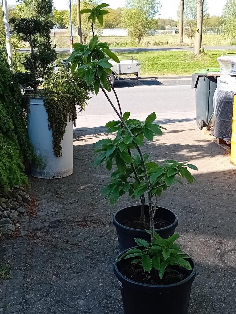 Vormboom tamme kastanje, Tuin en Terras, Ophalen of Verzenden, Overige soorten, Volle zon