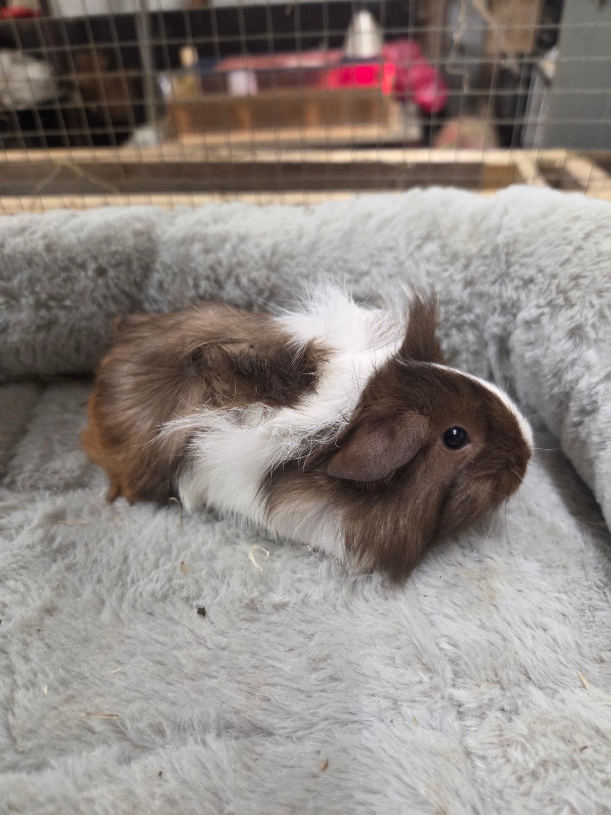 Jonge cavia's zeugjes, Juni, Vrouwelijk, Cavia