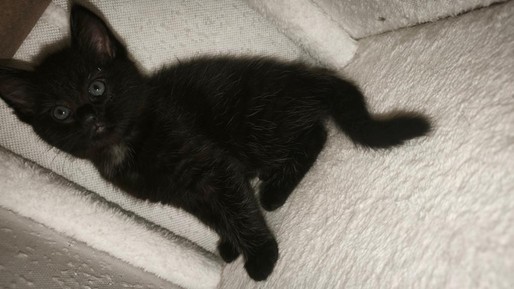 Kat, Boeken, Dieren en Huisdieren, Ophalen of Verzenden, Honden