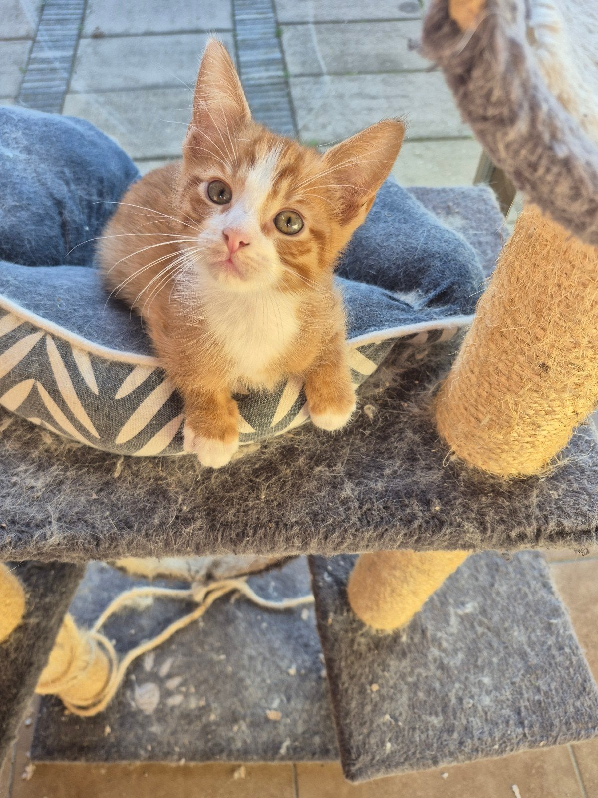 1 kitten  katertje, Dieren en Toebehoren, Kater, Kortharig, 0 tot 2 jaar