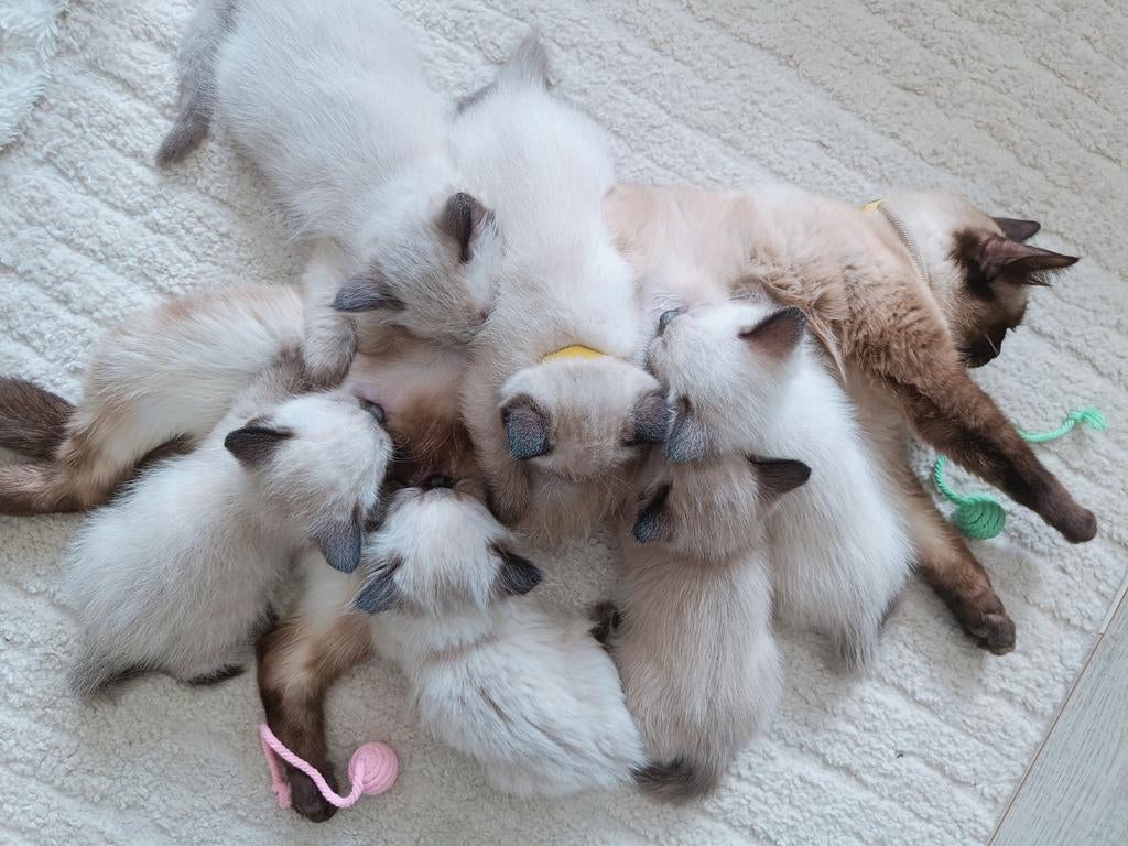 Ragdoll kitten (nog 1 beschikbaar)🐾, Meerdere dieren, Gechipt, 0 tot 2 jaar