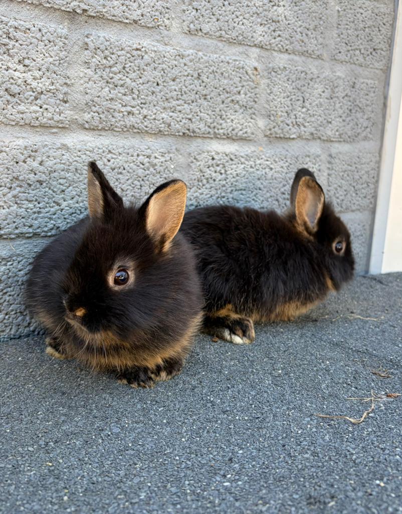 Leeuwenkopje x black & tan konijntjes, Dieren en Toebehoren, Konijnen, Meerdere dieren, Dwerg