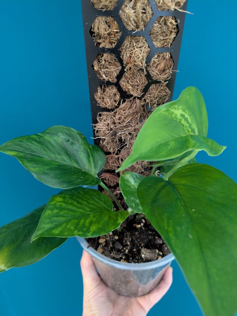 Epipremnum Jungle Star bladstek, Ophalen of Verzenden, Halfschaduw, Minder dan 100 cm