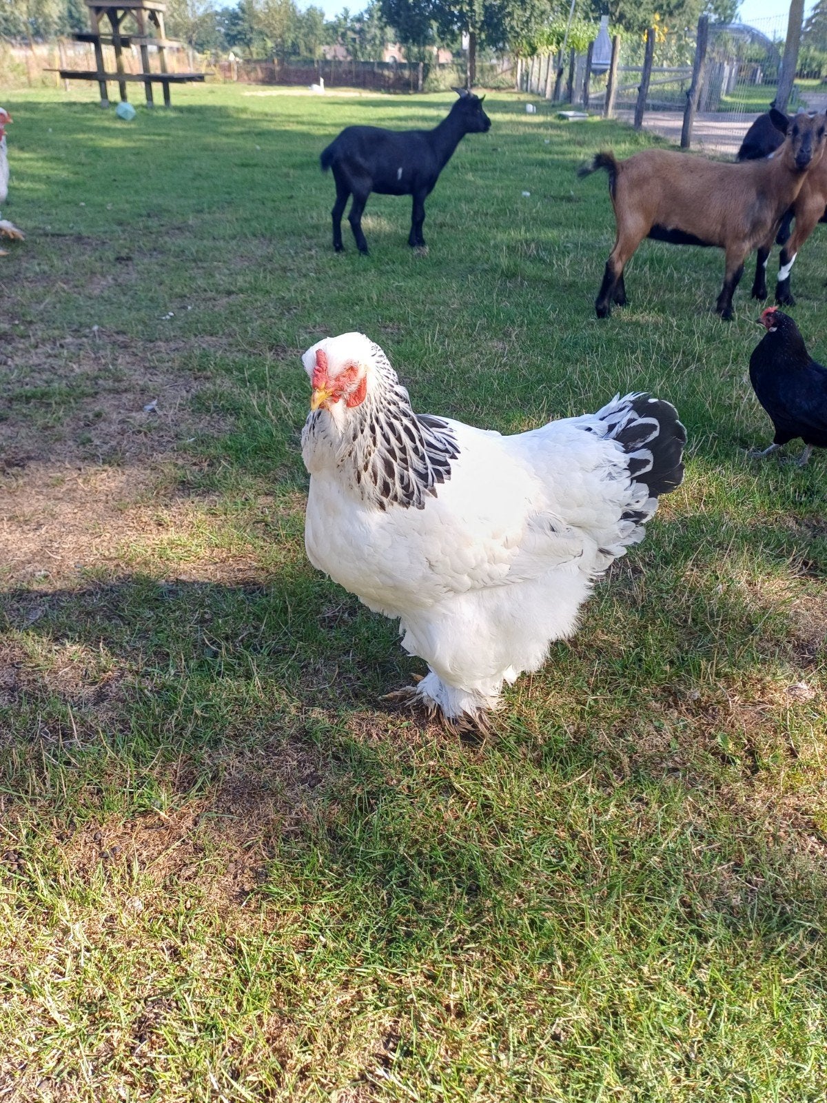 4 Brahma Columbia hennen te koop, Dieren en Toebehoren, Pluimvee, Vrouwelijk, Kip