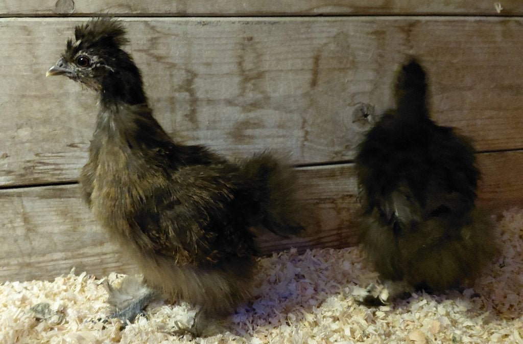 Koppel zijdehoenders, Meerdere dieren, Kip