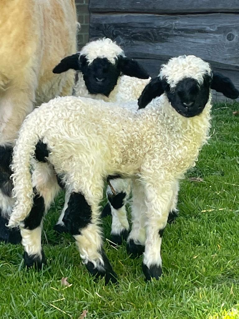 Walliser swarznasse ooilam en ramlam stamboek, Dieren en Toebehoren, Schapen, Geiten en Varkens, Mannelijk, Schaap
