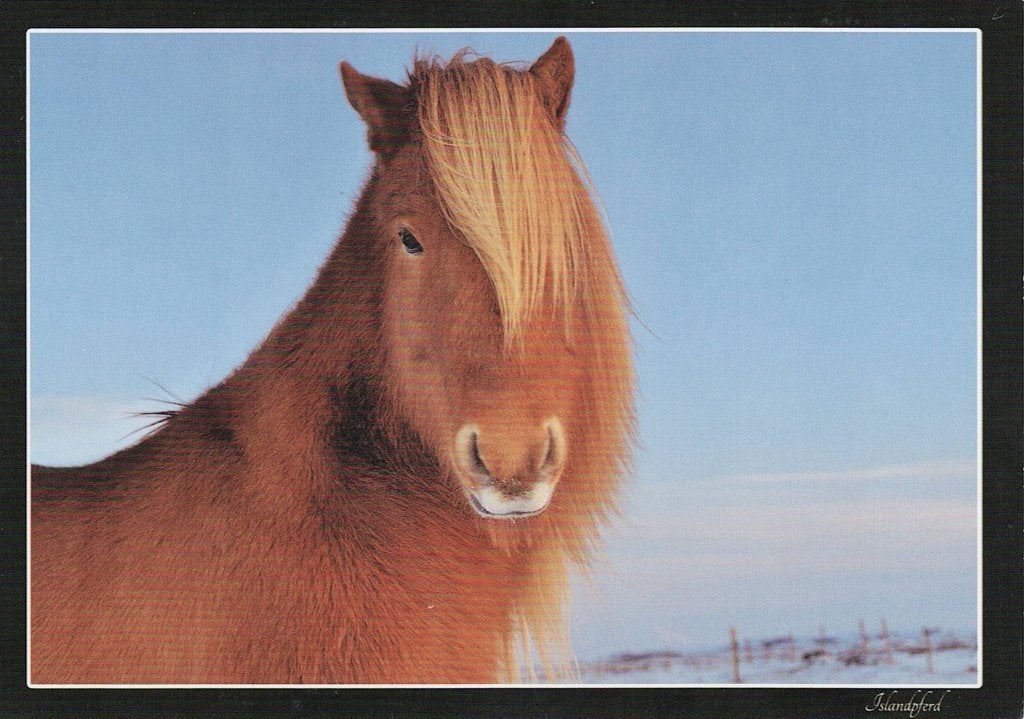 Paard IJslander 76, Verzenden, 1980 tot heden, Ongelopen, Paard