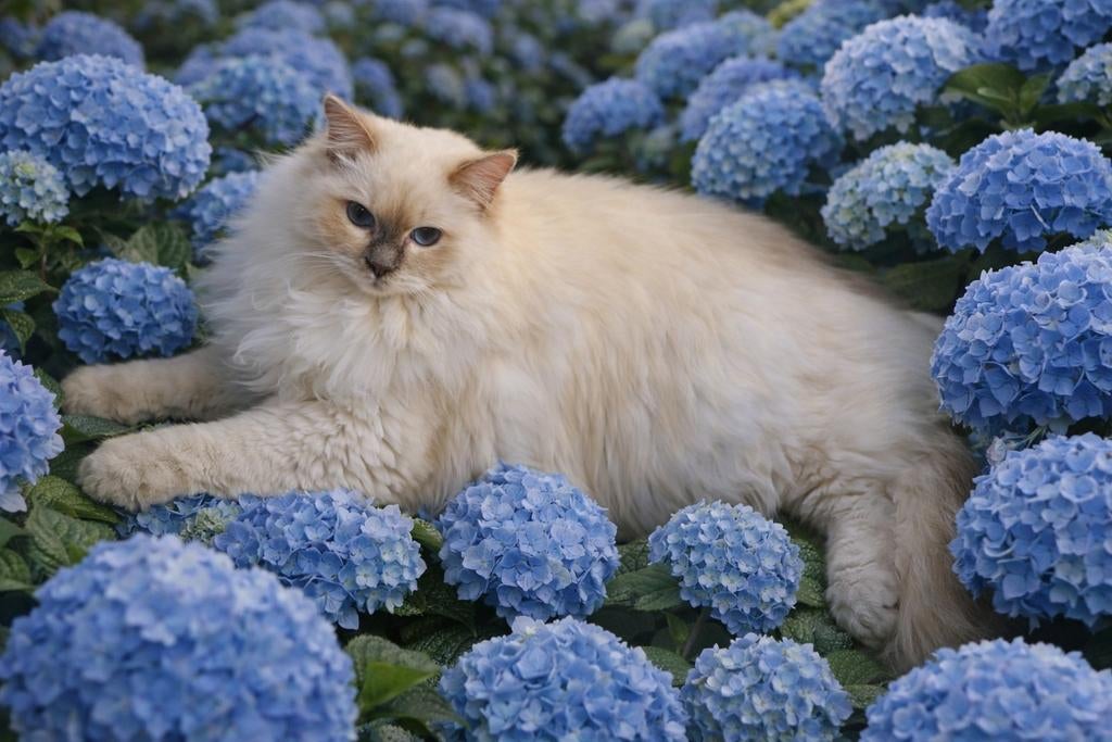 Ragdoll lilac dekkater, Dieren en Toebehoren