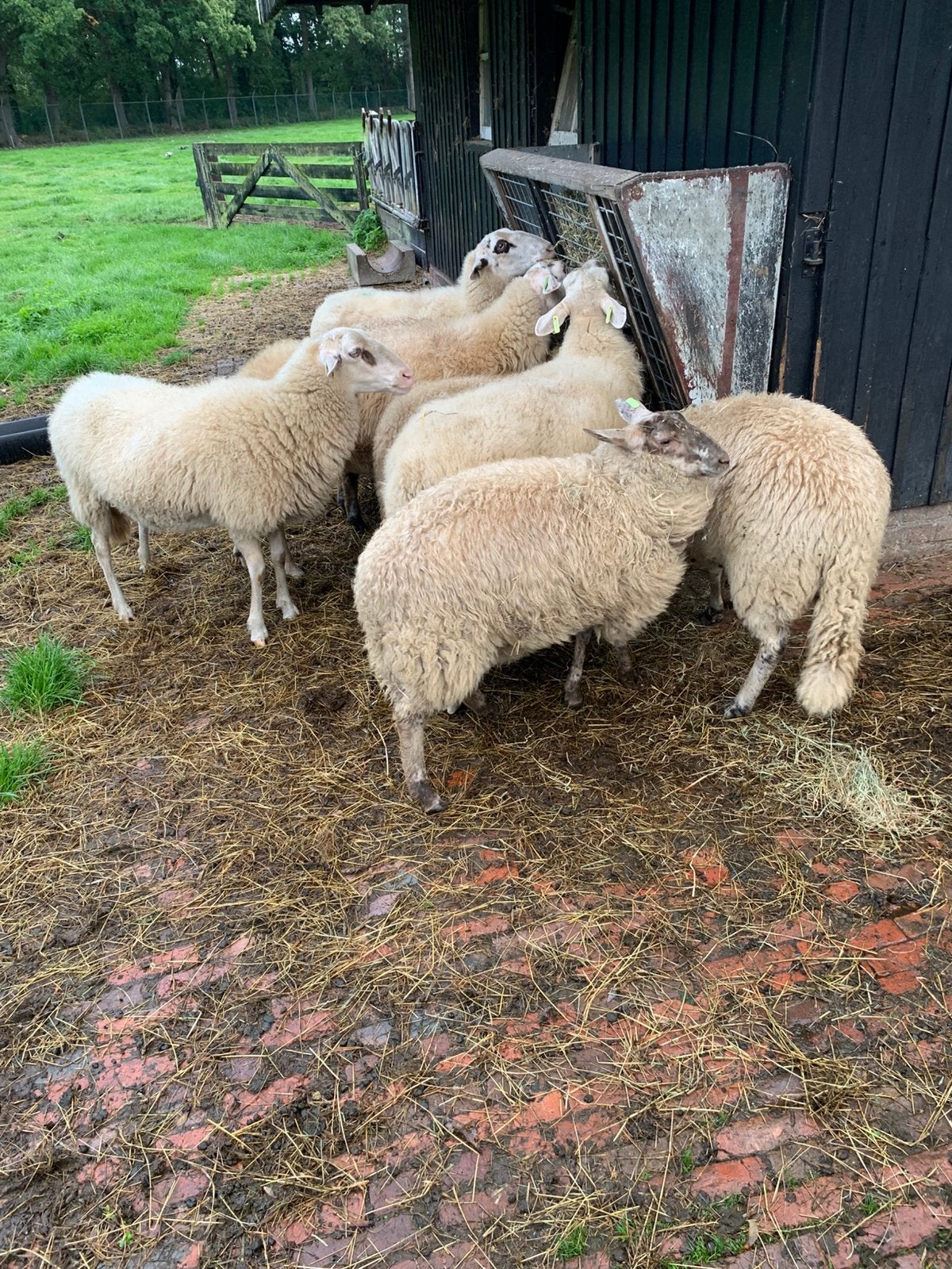 Bentheimer x mergellander 7 stuks ooien, Vrouwelijk, Schaap