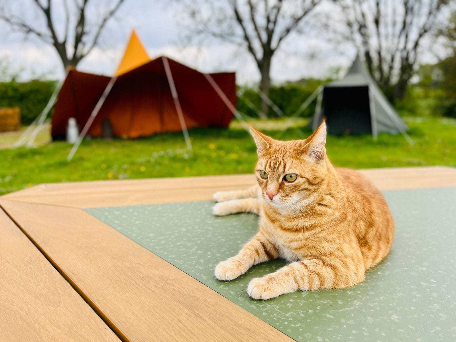 Roodharige poes 10 jaar oud goed verzorgd, Poes, Kortharig, 6 jaar of ouder