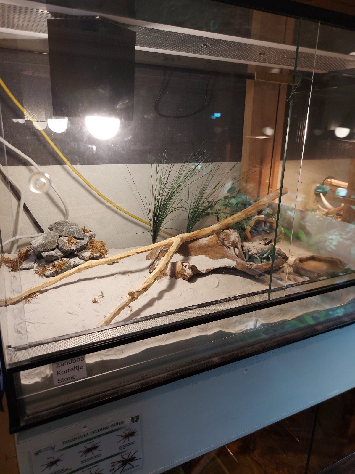 Zandboa, Slang, Met terrarium, 0 tot 2 jaar