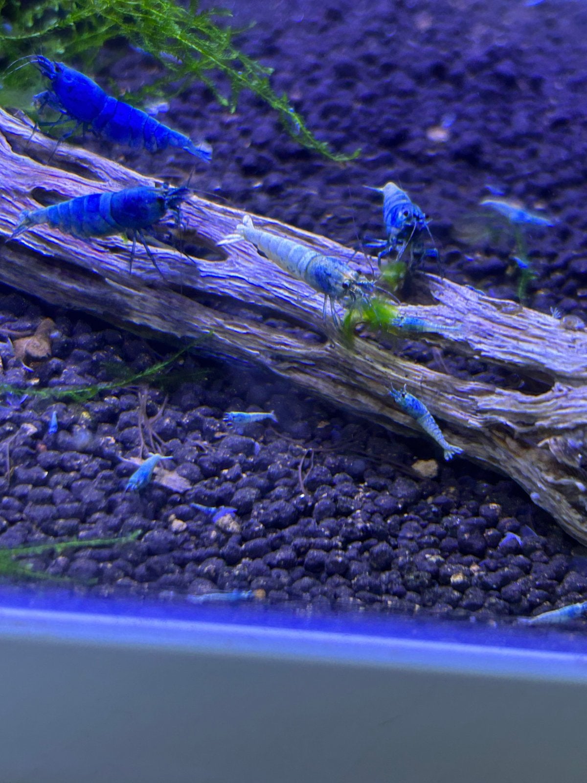 Blue bolt caridina garnalen, Dieren en Toebehoren, Vissen | Aquariumvissen, Kreeft, Krab of Garnaal