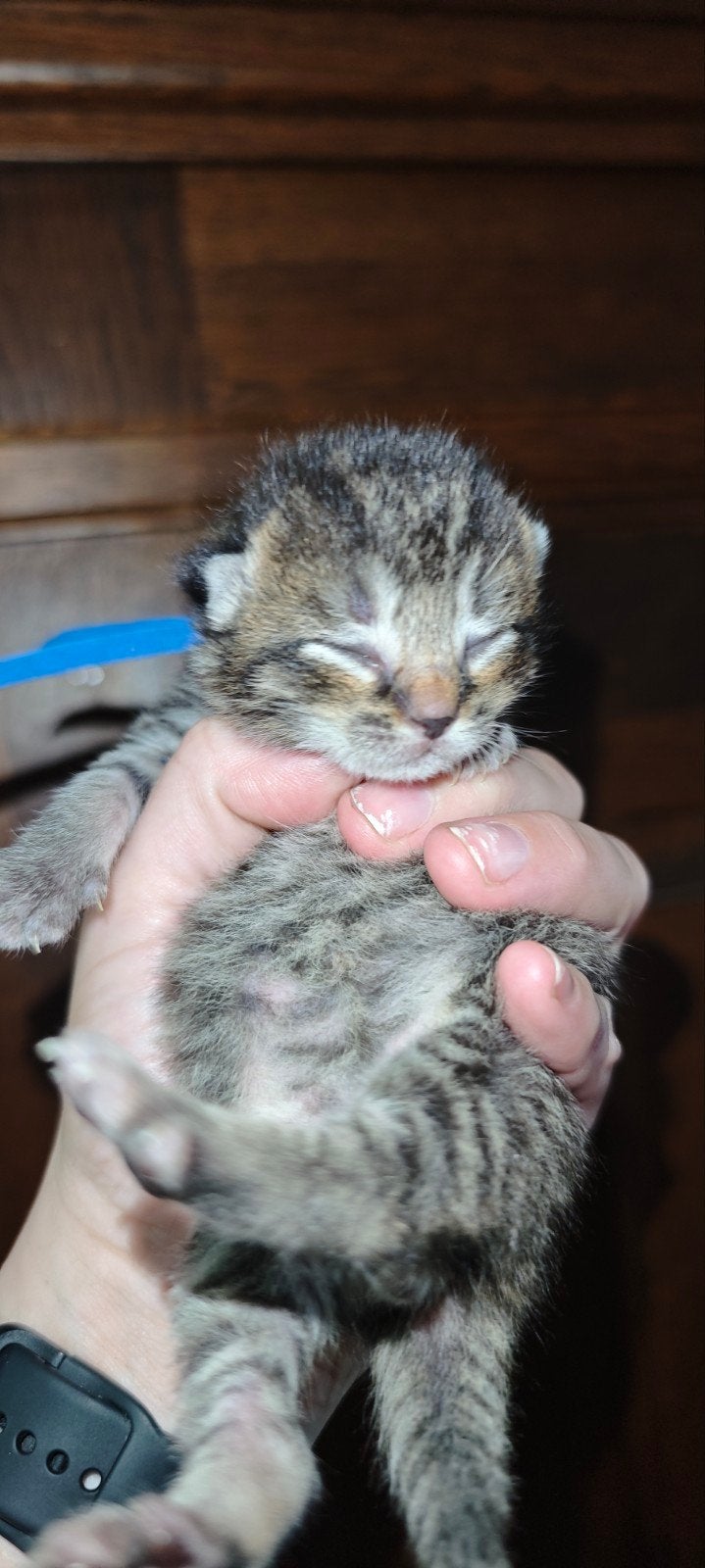 Nog 2 broertjes zoeken een huisje, Dieren en Toebehoren, Katten en Kittens | Overige Katten, Kater