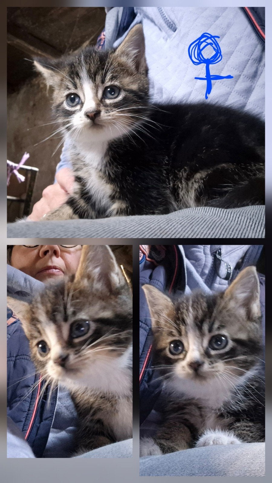Zeer mooie kittens, jonge poesjes, Dieren en Toebehoren, Meerdere dieren, Ontwormd