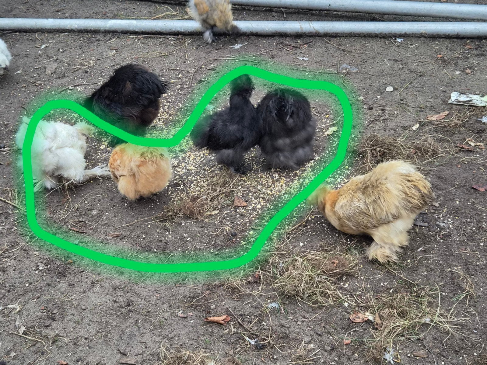 Mooi toompje kriel zijdehoenders – 3 hennen, Dieren en Toebehoren, Meerdere dieren, Kip