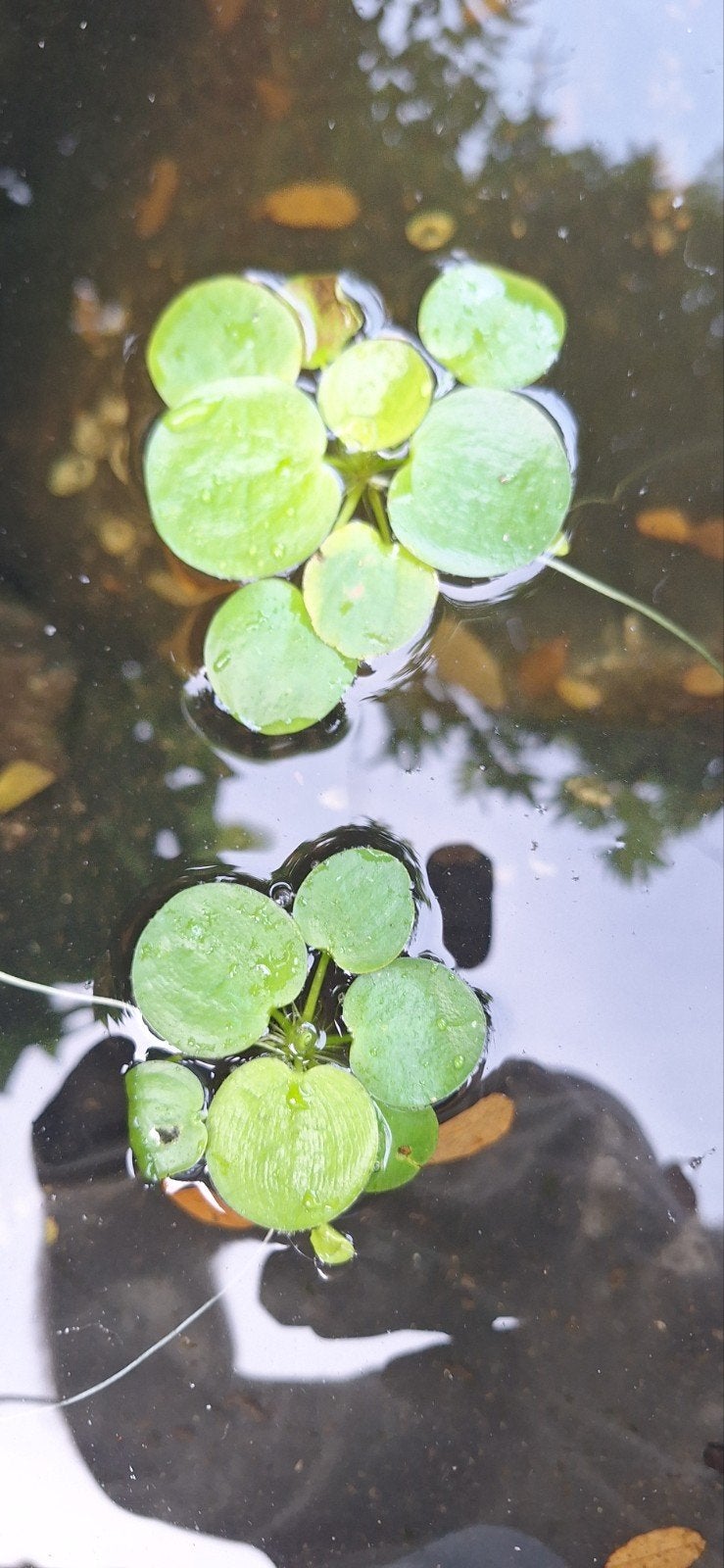 Waterplantjes (kikkerbeet) voor vijver of aquarium, Volle zon, Vaste plant, Ophalen of Verzenden, Bloeit niet